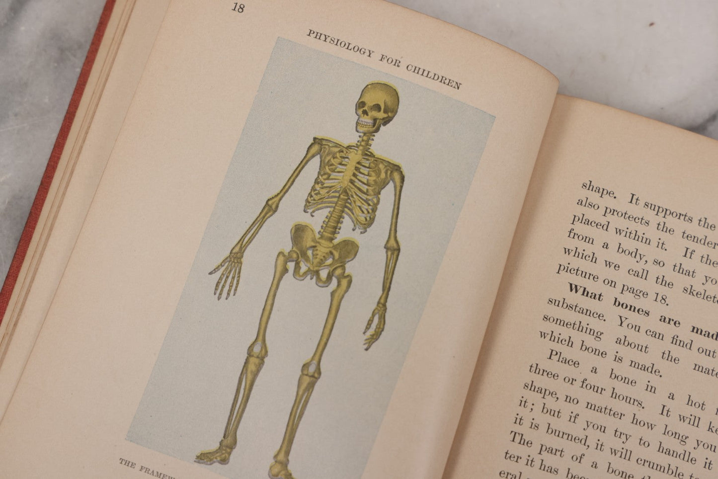 Lot 057 - "Physiology And Hygiene" For Children, Antique Book By Robert Eadie And Andrew Eadie, M.D., Published By Charles Scribner's Sons, New York, 1909