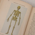 Lot 057 - "Physiology And Hygiene" For Children, Antique Book By Robert Eadie And Andrew Eadie, M.D., Published By Charles Scribner's Sons, New York, 1909