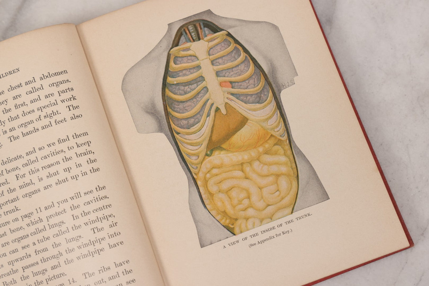 Lot 057 - "Physiology And Hygiene" For Children, Antique Book By Robert Eadie And Andrew Eadie, M.D., Published By Charles Scribner's Sons, New York, 1909
