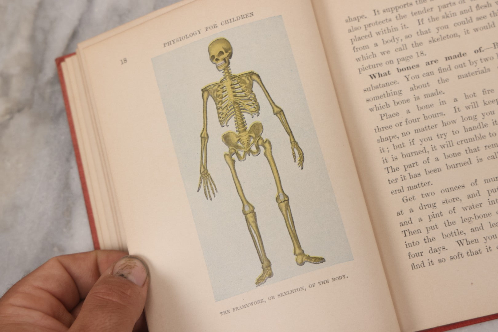 Lot 057 - "Physiology And Hygiene" For Children, Antique Book By Robert Eadie And Andrew Eadie, M.D., Published By Charles Scribner's Sons, New York, 1909