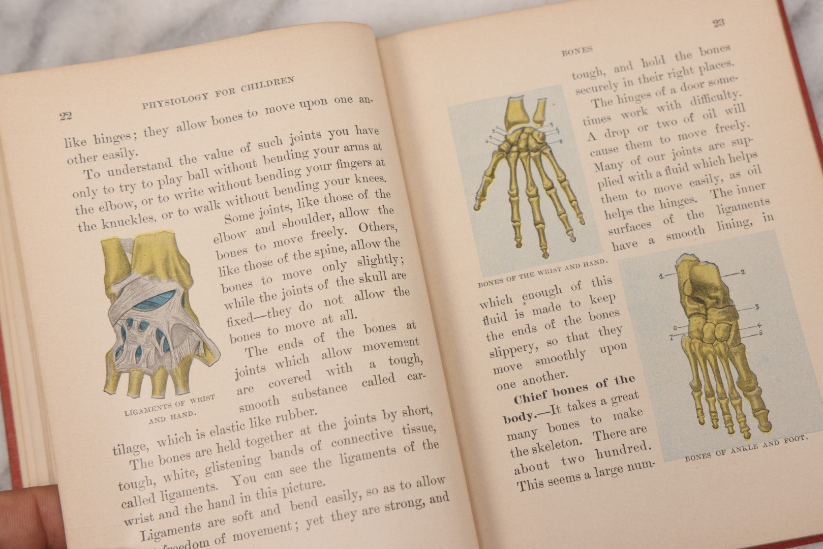 Lot 057 - "Physiology And Hygiene" For Children, Antique Book By Robert Eadie And Andrew Eadie, M.D., Published By Charles Scribner's Sons, New York, 1909