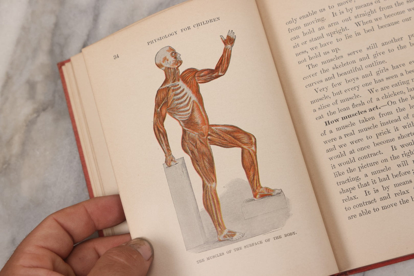 Lot 057 - "Physiology And Hygiene" For Children, Antique Book By Robert Eadie And Andrew Eadie, M.D., Published By Charles Scribner's Sons, New York, 1909