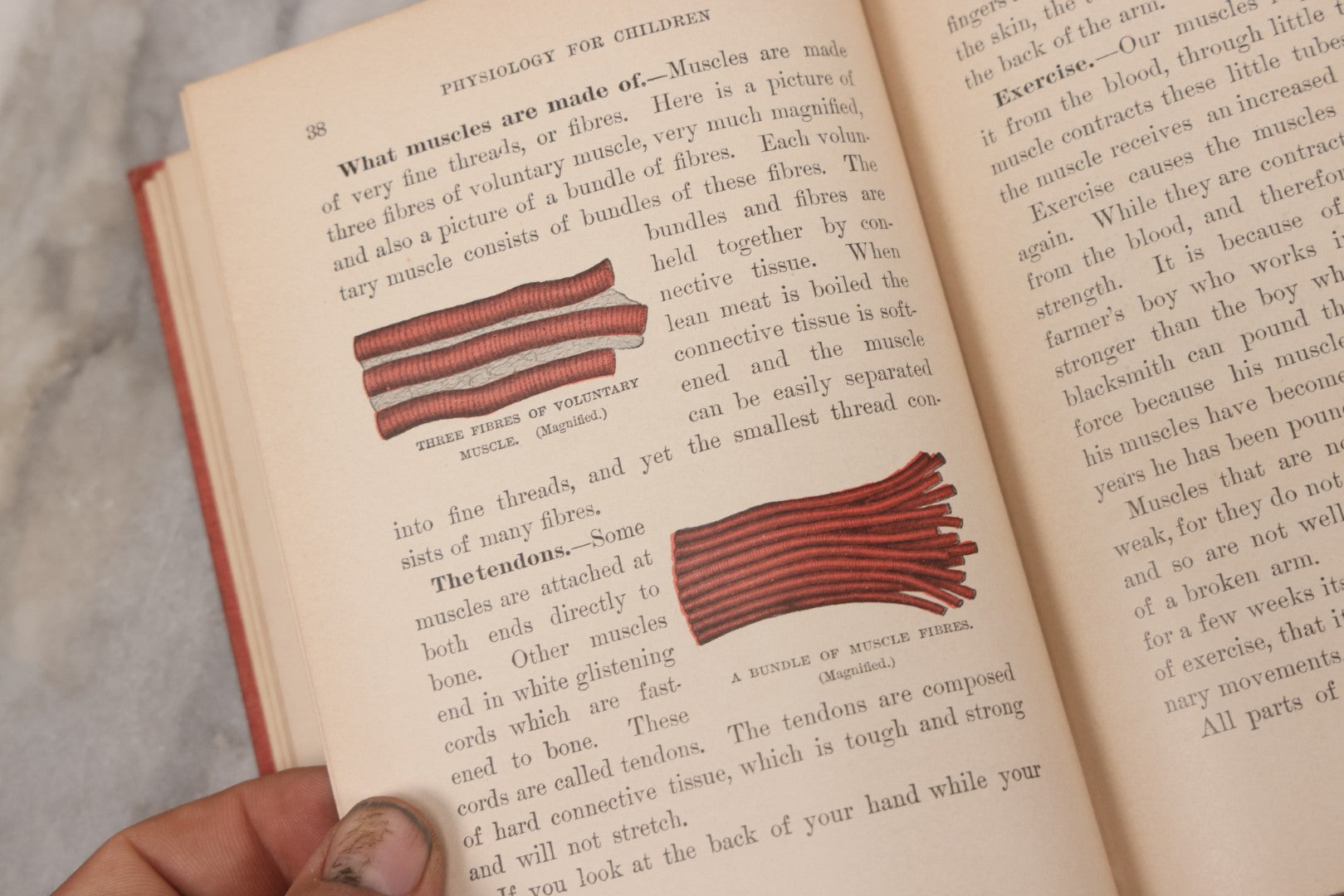 Lot 057 - "Physiology And Hygiene" For Children, Antique Book By Robert Eadie And Andrew Eadie, M.D., Published By Charles Scribner's Sons, New York, 1909