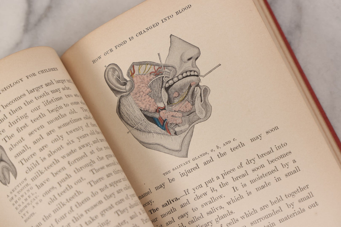 Lot 057 - "Physiology And Hygiene" For Children, Antique Book By Robert Eadie And Andrew Eadie, M.D., Published By Charles Scribner's Sons, New York, 1909