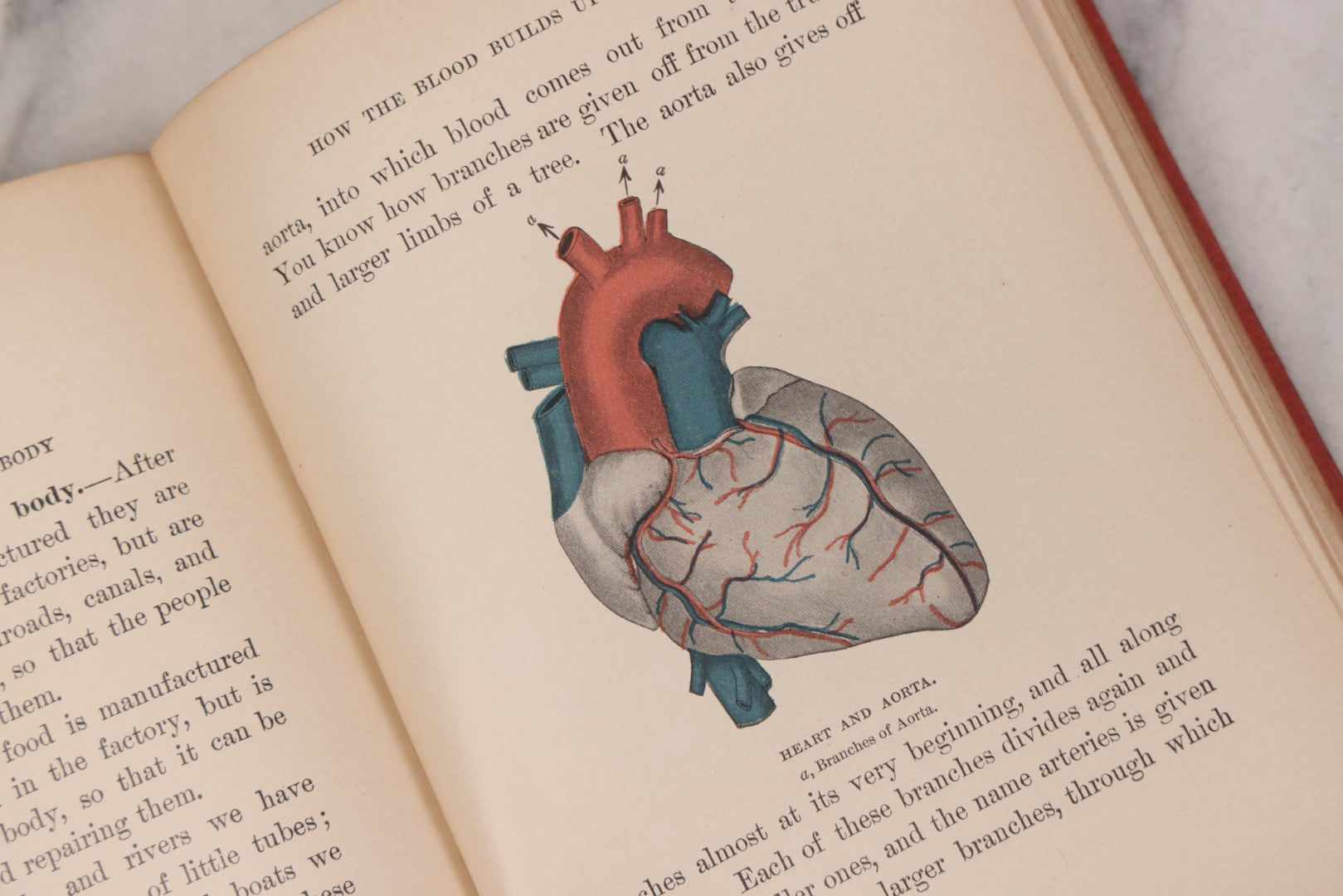 Lot 057 - "Physiology And Hygiene" For Children, Antique Book By Robert Eadie And Andrew Eadie, M.D., Published By Charles Scribner's Sons, New York, 1909