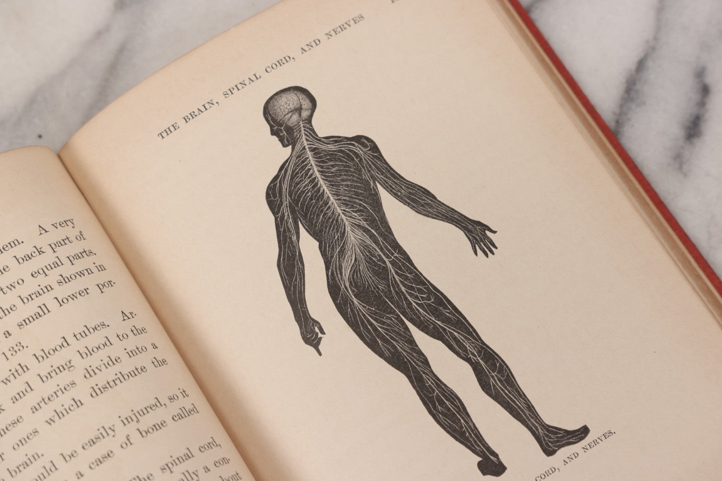 Lot 057 - "Physiology And Hygiene" For Children, Antique Book By Robert Eadie And Andrew Eadie, M.D., Published By Charles Scribner's Sons, New York, 1909