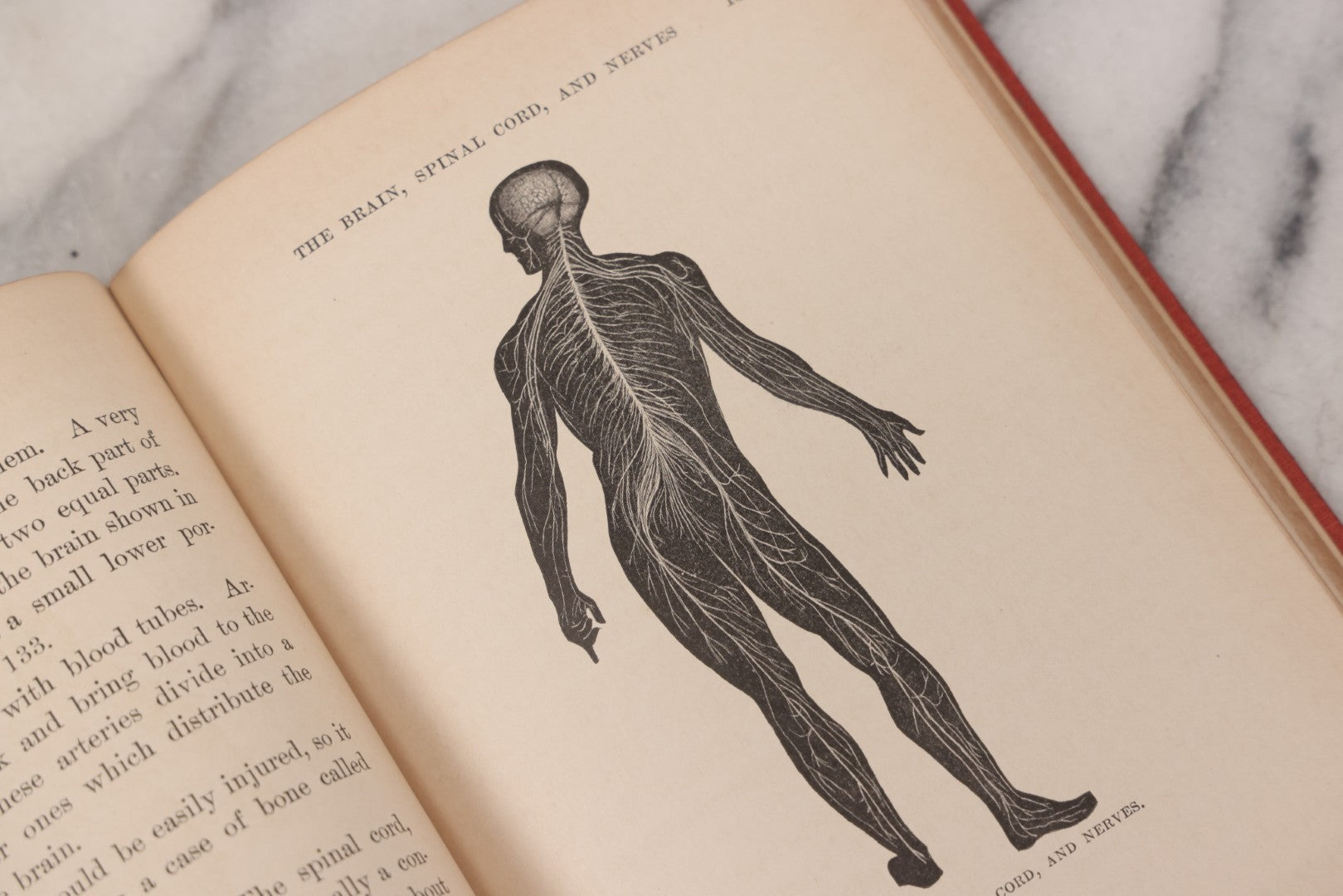 Lot 057 - "Physiology And Hygiene" For Children, Antique Book By Robert Eadie And Andrew Eadie, M.D., Published By Charles Scribner's Sons, New York, 1909