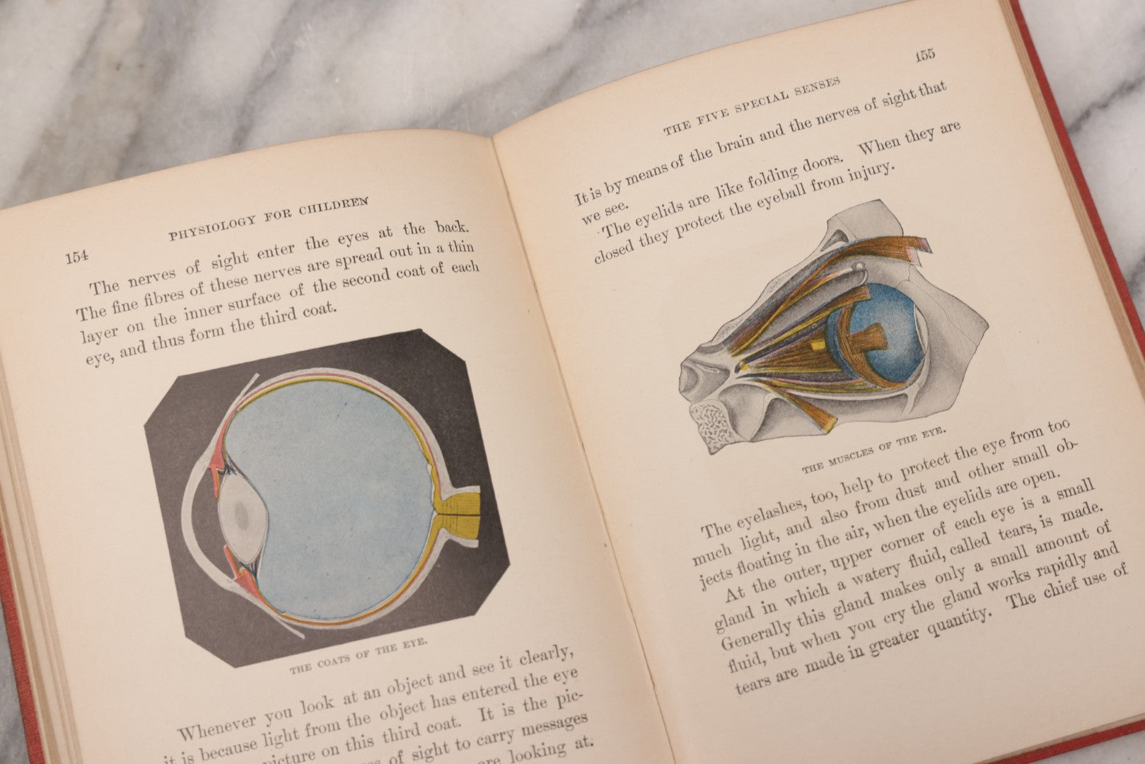 Lot 057 - "Physiology And Hygiene" For Children, Antique Book By Robert Eadie And Andrew Eadie, M.D., Published By Charles Scribner's Sons, New York, 1909