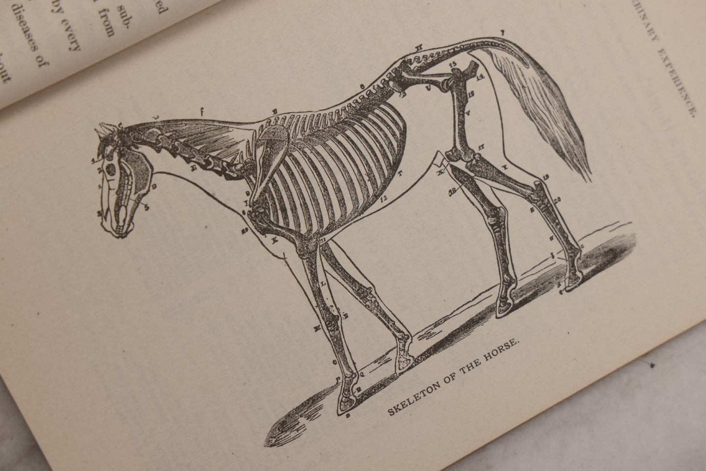 Lot 058 - "Veterinary Experience" Antique Booklet By S.A. Tuttle, Veterinary Surgeon, "A Practical Guide For The Cure Of Diseases Of The Horse," Illustrated, Copyright 1897, Boston, Massachusetts