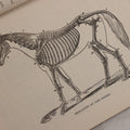Lot 058 - "Veterinary Experience" Antique Booklet By S.A. Tuttle, Veterinary Surgeon, "A Practical Guide For The Cure Of Diseases Of The Horse," Illustrated, Copyright 1897, Boston, Massachusetts