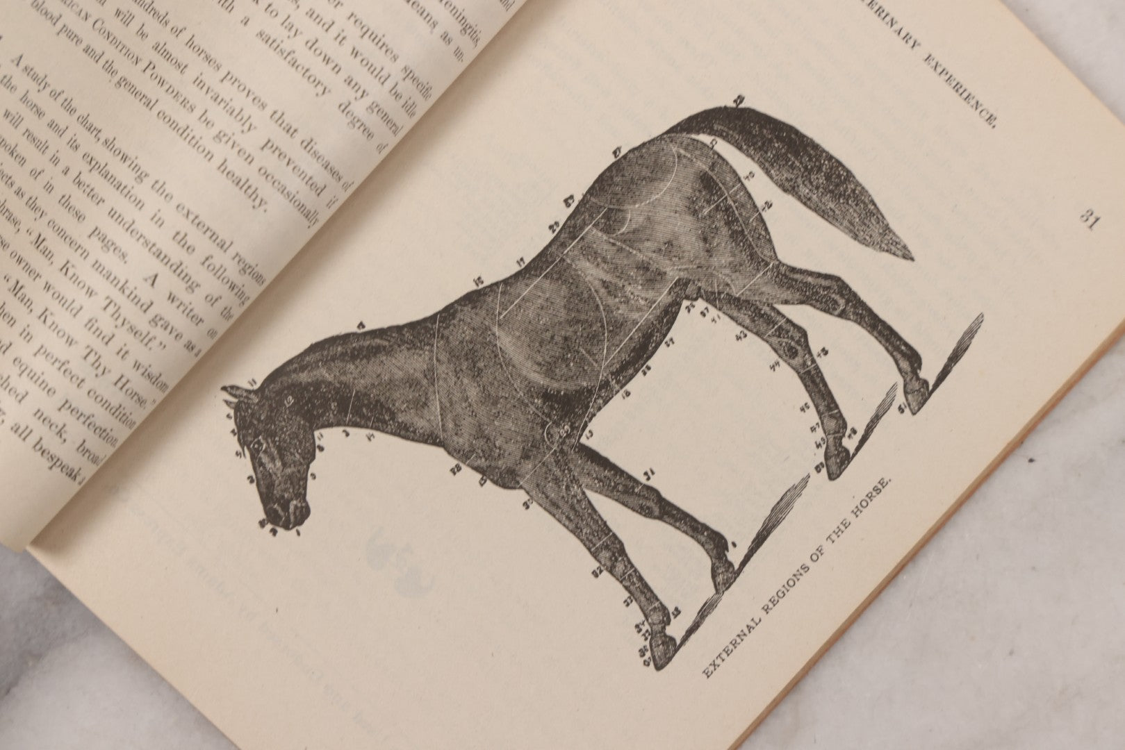 Lot 058 - "Veterinary Experience" Antique Booklet By S.A. Tuttle, Veterinary Surgeon, "A Practical Guide For The Cure Of Diseases Of The Horse," Illustrated, Copyright 1897, Boston, Massachusetts