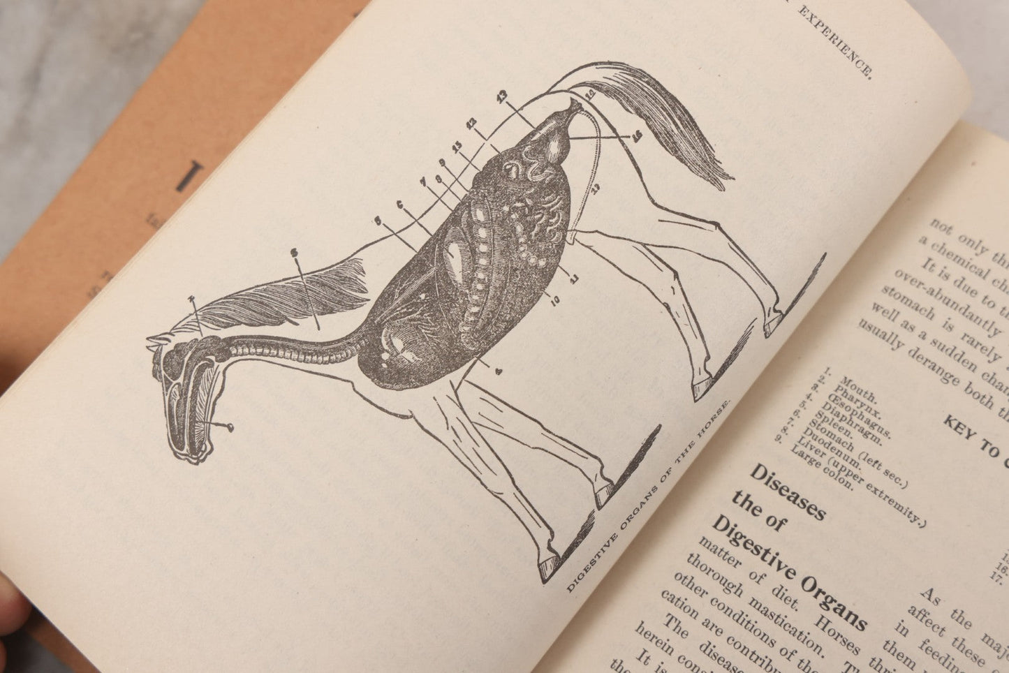Lot 058 - "Veterinary Experience" Antique Booklet By S.A. Tuttle, Veterinary Surgeon, "A Practical Guide For The Cure Of Diseases Of The Horse," Illustrated, Copyright 1897, Boston, Massachusetts