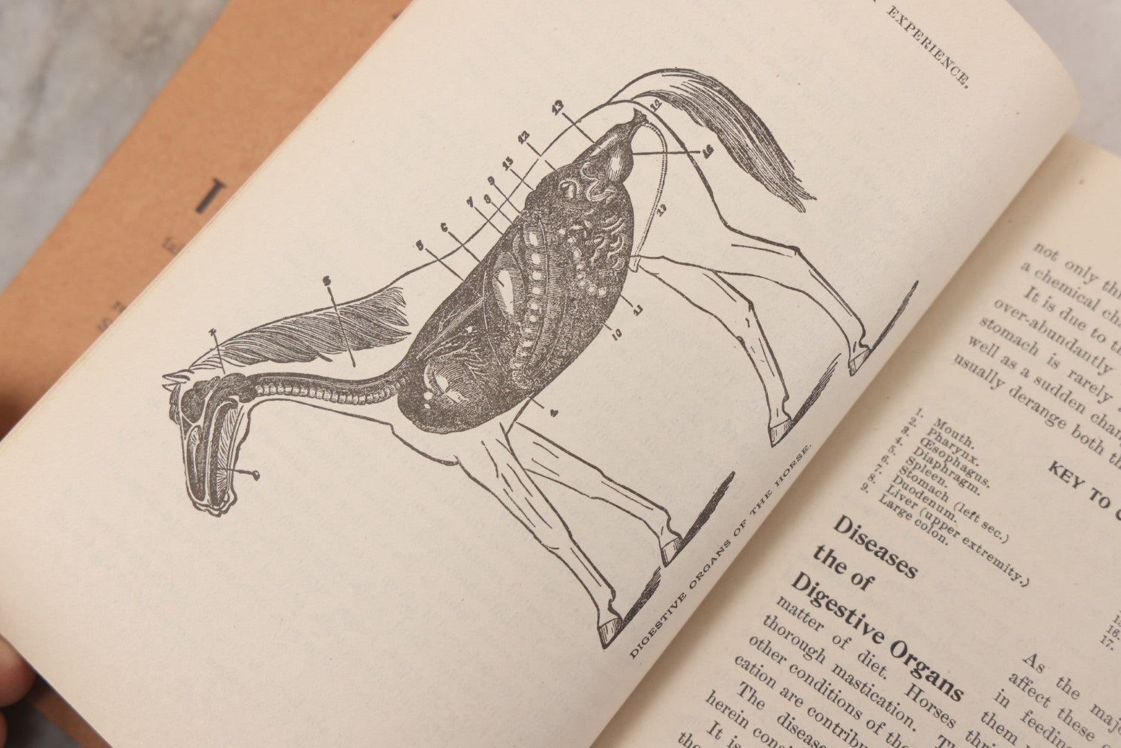 Lot 058 - "Veterinary Experience" Antique Booklet By S.A. Tuttle, Veterinary Surgeon, "A Practical Guide For The Cure Of Diseases Of The Horse," Illustrated, Copyright 1897, Boston, Massachusetts