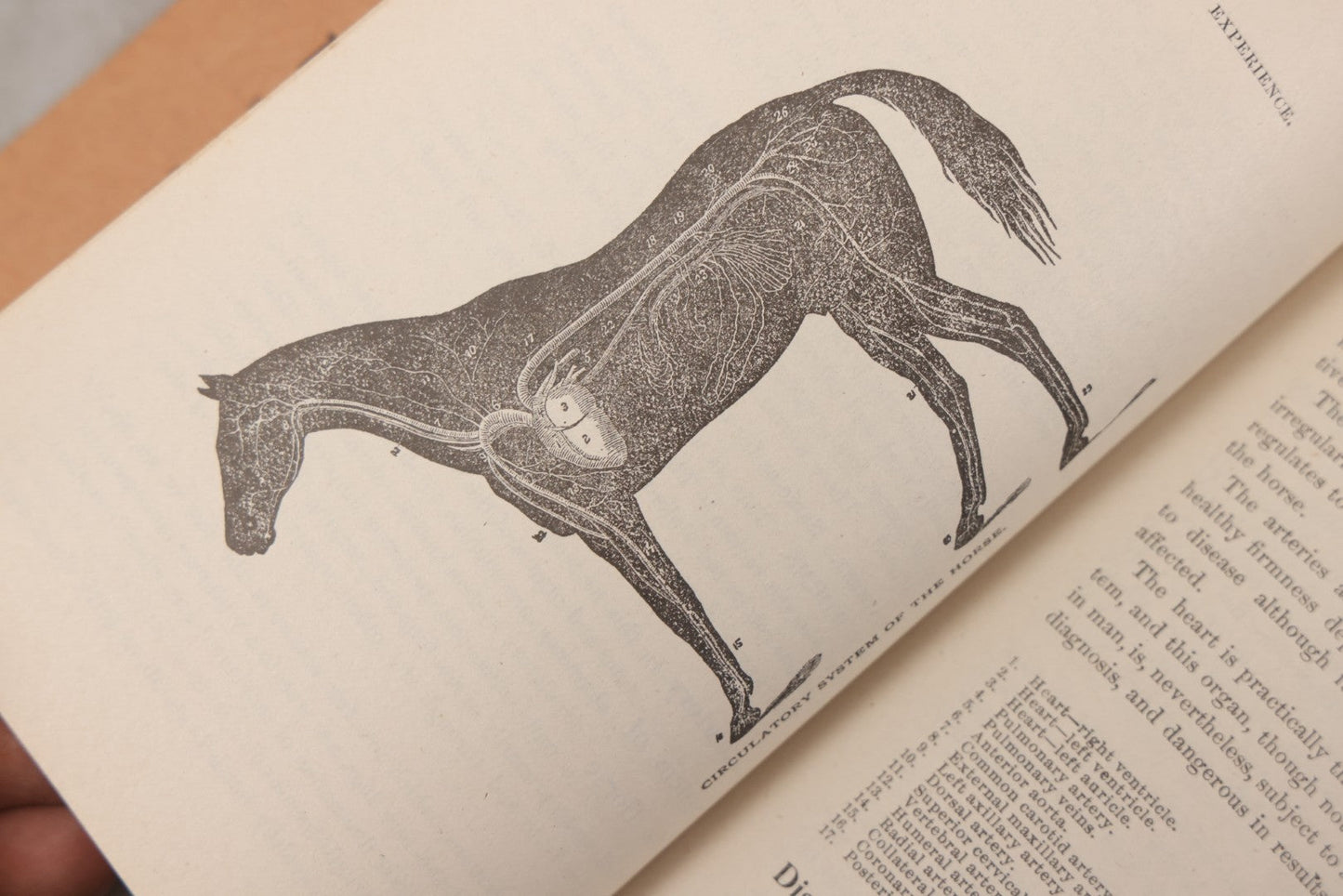 Lot 058 - "Veterinary Experience" Antique Booklet By S.A. Tuttle, Veterinary Surgeon, "A Practical Guide For The Cure Of Diseases Of The Horse," Illustrated, Copyright 1897, Boston, Massachusetts