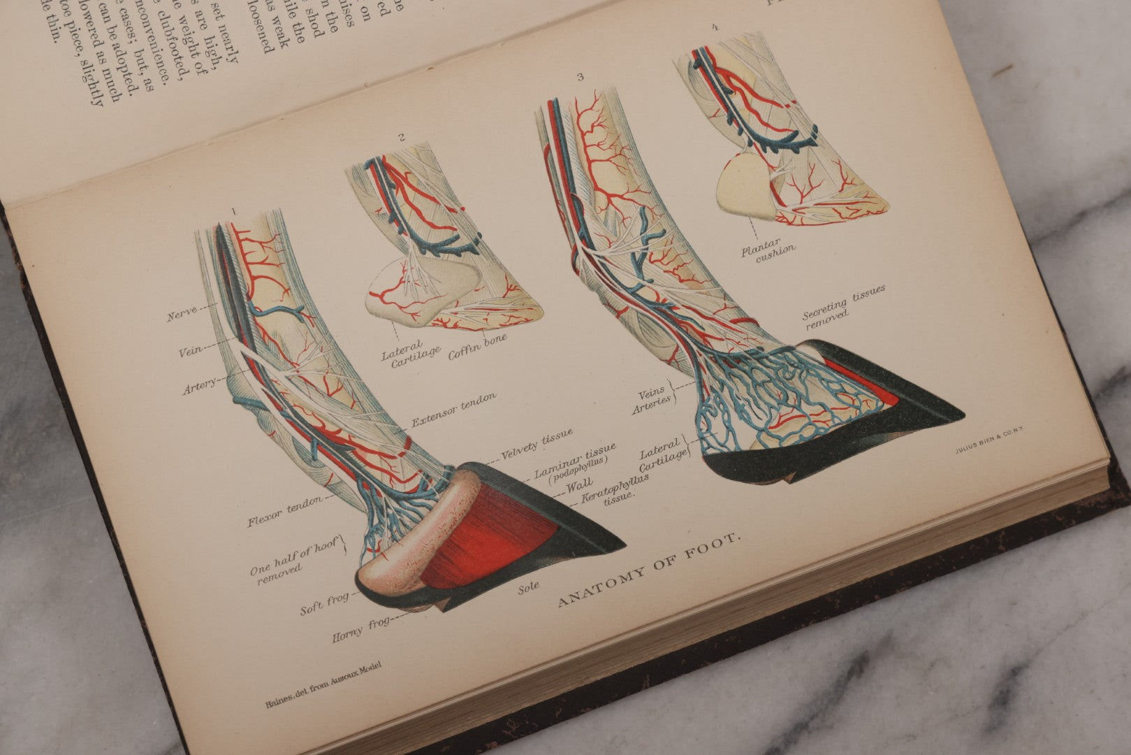 Lot 059 - "Special Report On Diseases Of The Horse" By Drs. Pearson, Michener, Law, Et Al., Illustrated, Published By The U.S. Department Of Agriculture, Bureau Of Animal Industry, Government Printing Office, Washington, 1903