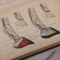 Lot 059 - "Special Report On Diseases Of The Horse" By Drs. Pearson, Michener, Law, Et Al., Illustrated, Published By The U.S. Department Of Agriculture, Bureau Of Animal Industry, Government Printing Office, Washington, 1903