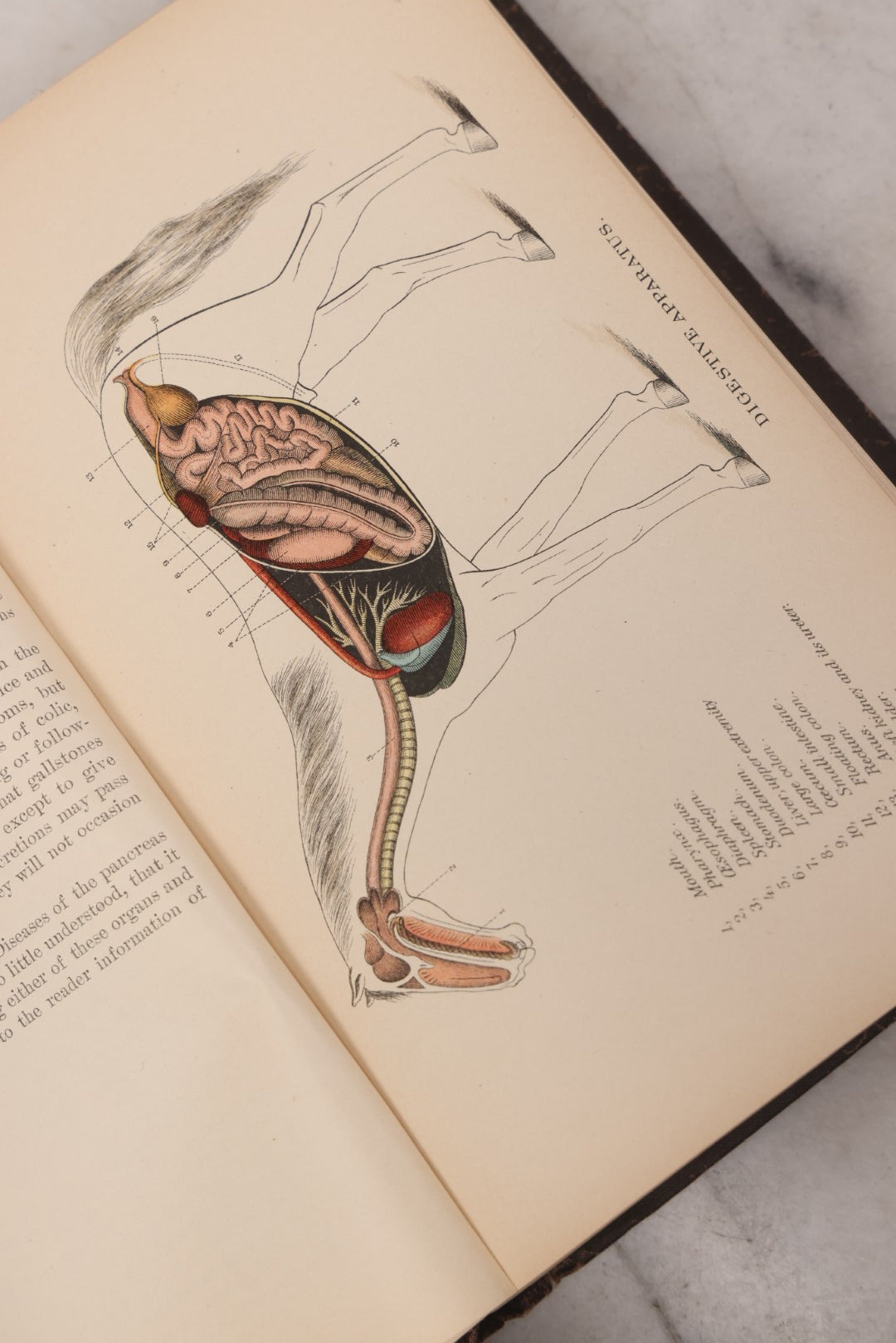 Lot 059 - "Special Report On Diseases Of The Horse" By Drs. Pearson, Michener, Law, Et Al., Illustrated, Published By The U.S. Department Of Agriculture, Bureau Of Animal Industry, Government Printing Office, Washington, 1903