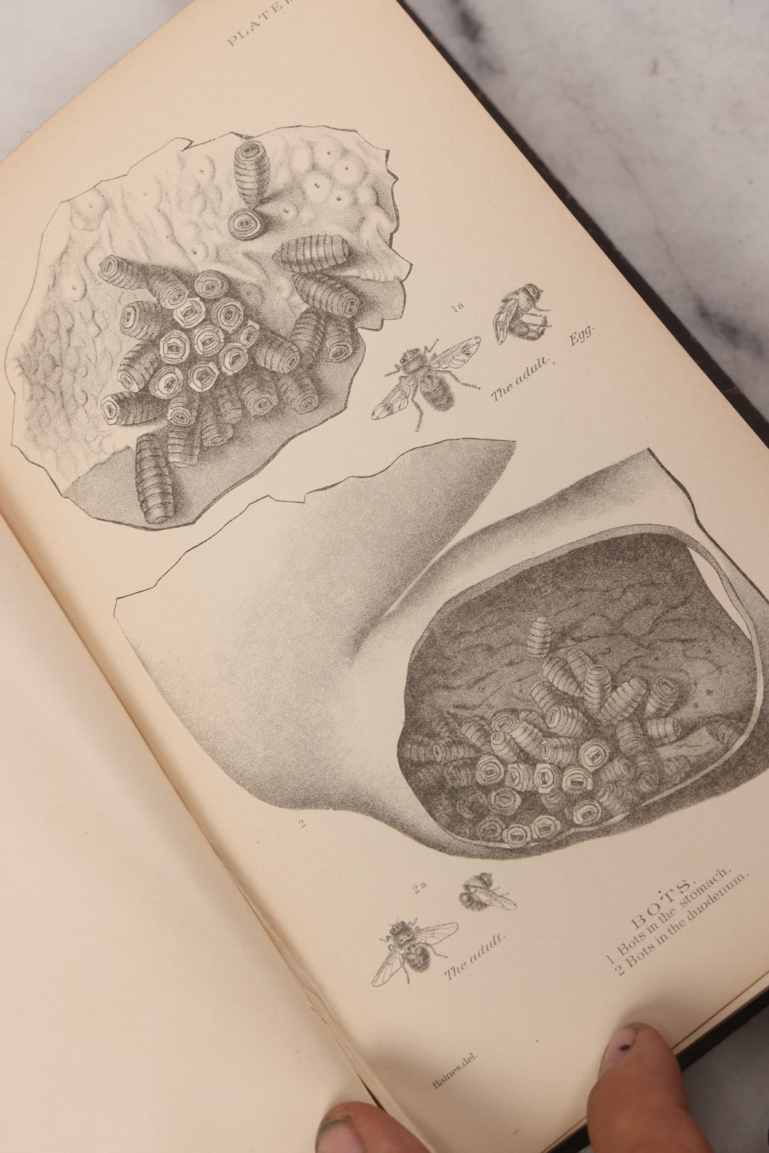 Lot 059 - "Special Report On Diseases Of The Horse" By Drs. Pearson, Michener, Law, Et Al., Illustrated, Published By The U.S. Department Of Agriculture, Bureau Of Animal Industry, Government Printing Office, Washington, 1903