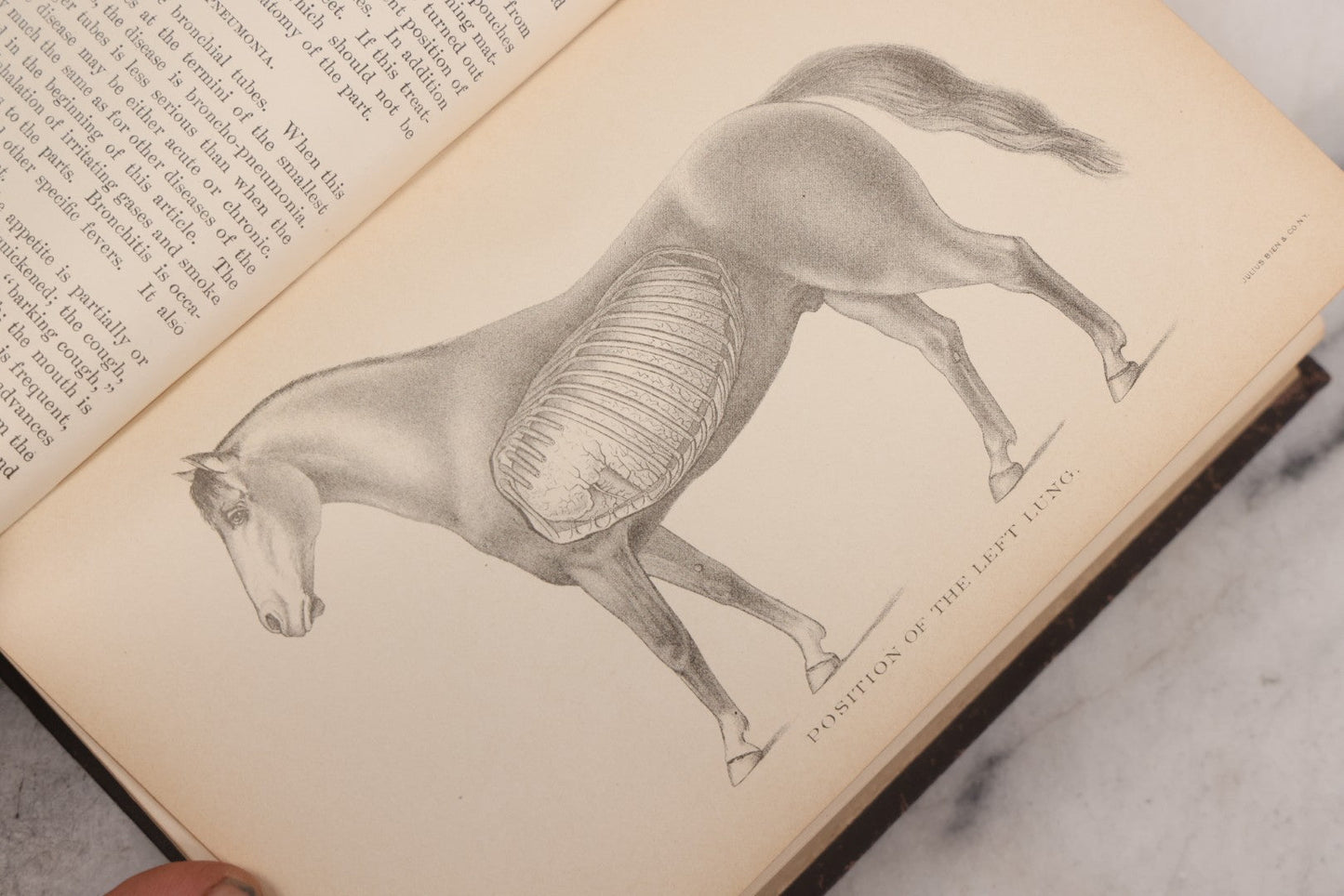 Lot 059 - "Special Report On Diseases Of The Horse" By Drs. Pearson, Michener, Law, Et Al., Illustrated, Published By The U.S. Department Of Agriculture, Bureau Of Animal Industry, Government Printing Office, Washington, 1903