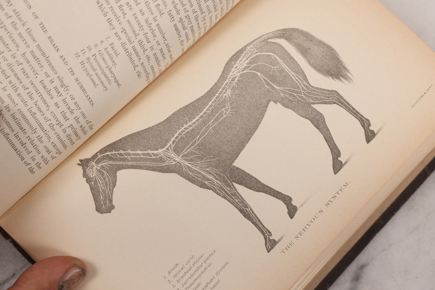 Lot 059 - "Special Report On Diseases Of The Horse" By Drs. Pearson, Michener, Law, Et Al., Illustrated, Published By The U.S. Department Of Agriculture, Bureau Of Animal Industry, Government Printing Office, Washington, 1903