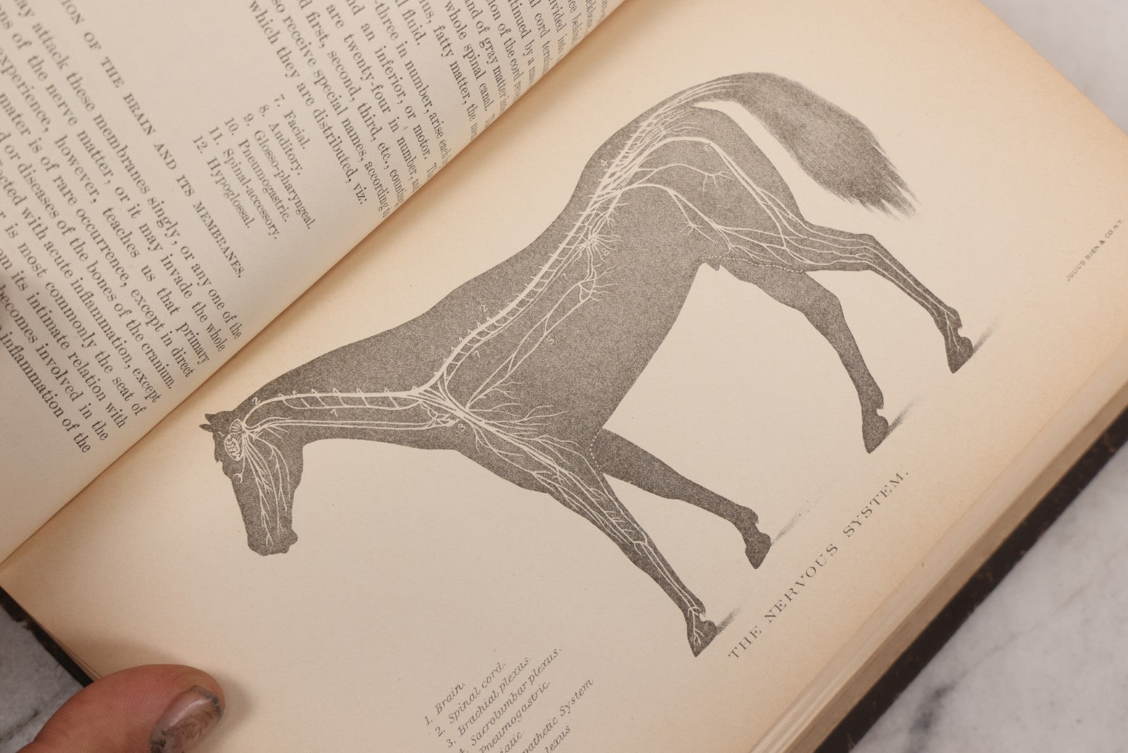 Lot 059 - "Special Report On Diseases Of The Horse" By Drs. Pearson, Michener, Law, Et Al., Illustrated, Published By The U.S. Department Of Agriculture, Bureau Of Animal Industry, Government Printing Office, Washington, 1903