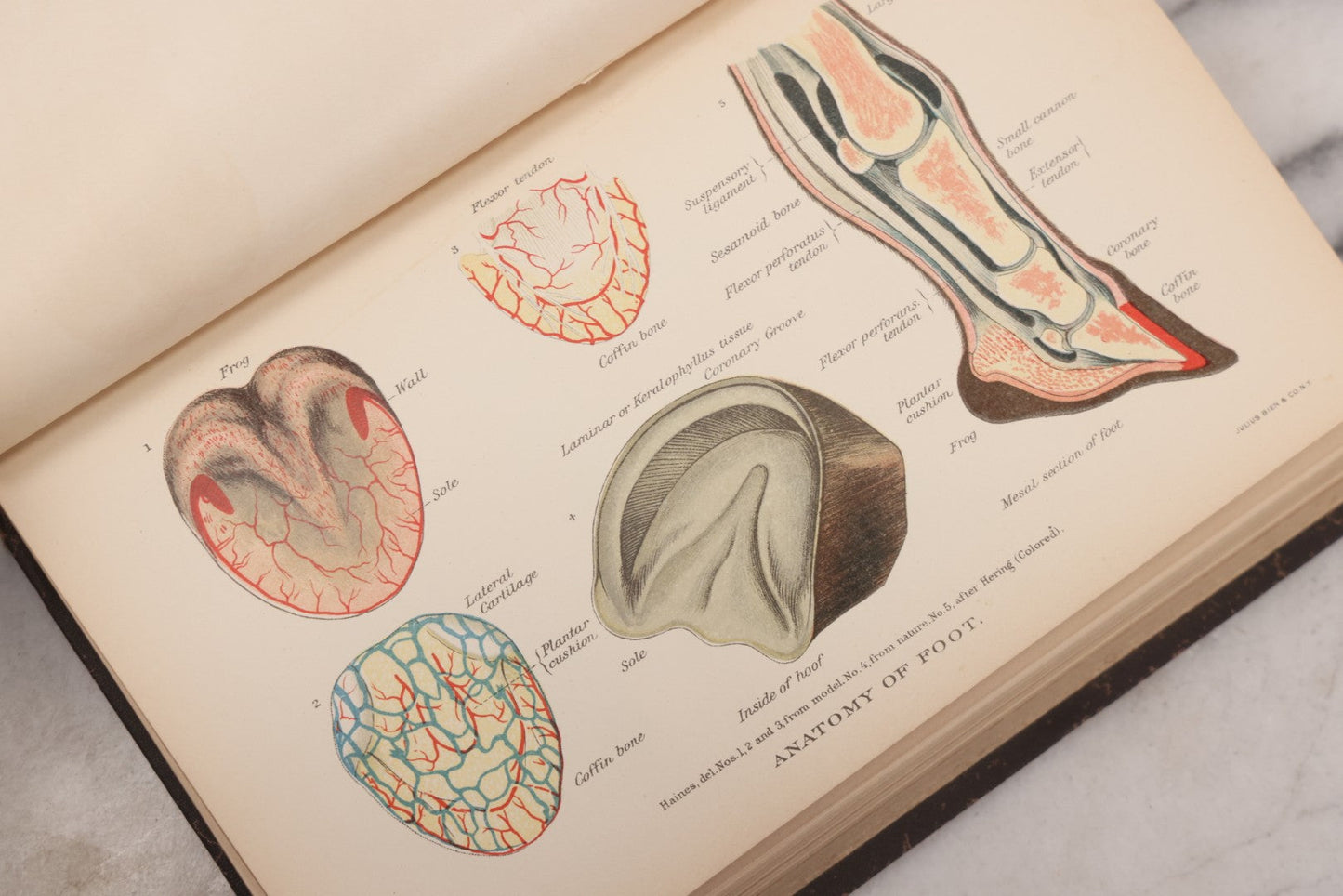 Lot 059 - "Special Report On Diseases Of The Horse" By Drs. Pearson, Michener, Law, Et Al., Illustrated, Published By The U.S. Department Of Agriculture, Bureau Of Animal Industry, Government Printing Office, Washington, 1903