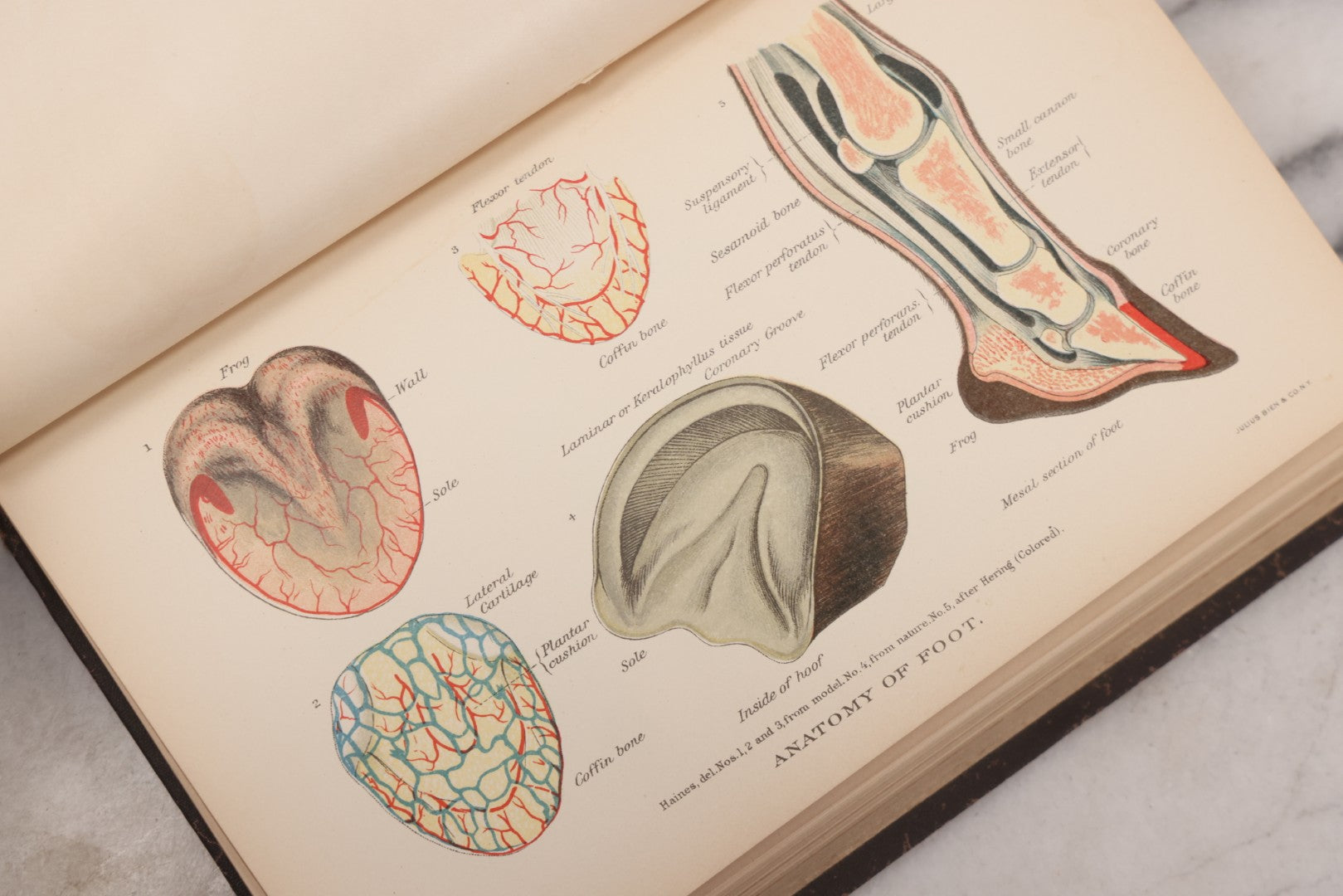 Lot 059 - "Special Report On Diseases Of The Horse" By Drs. Pearson, Michener, Law, Et Al., Illustrated, Published By The U.S. Department Of Agriculture, Bureau Of Animal Industry, Government Printing Office, Washington, 1903