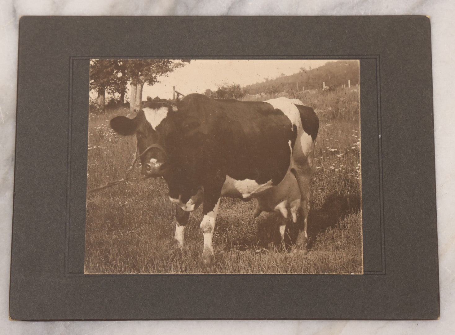 Lot 095 - Antique Boarded Photograph Of An Engorged Black And White Cow With Giant Udder