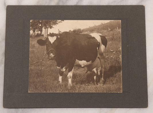 Lot 095 - Antique Boarded Photograph Of An Engorged Black And White Cow With Giant Udder