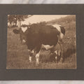 Lot 095 - Antique Boarded Photograph Of An Engorged Black And White Cow With Giant Udder