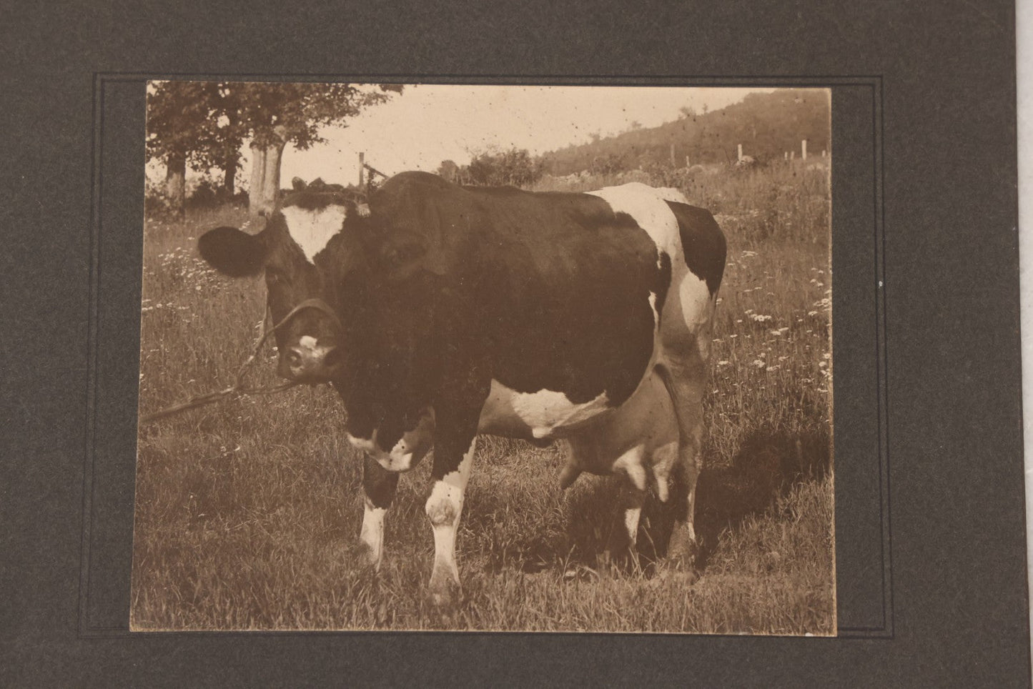 Lot 095 - Antique Boarded Photograph Of An Engorged Black And White Cow With Giant Udder