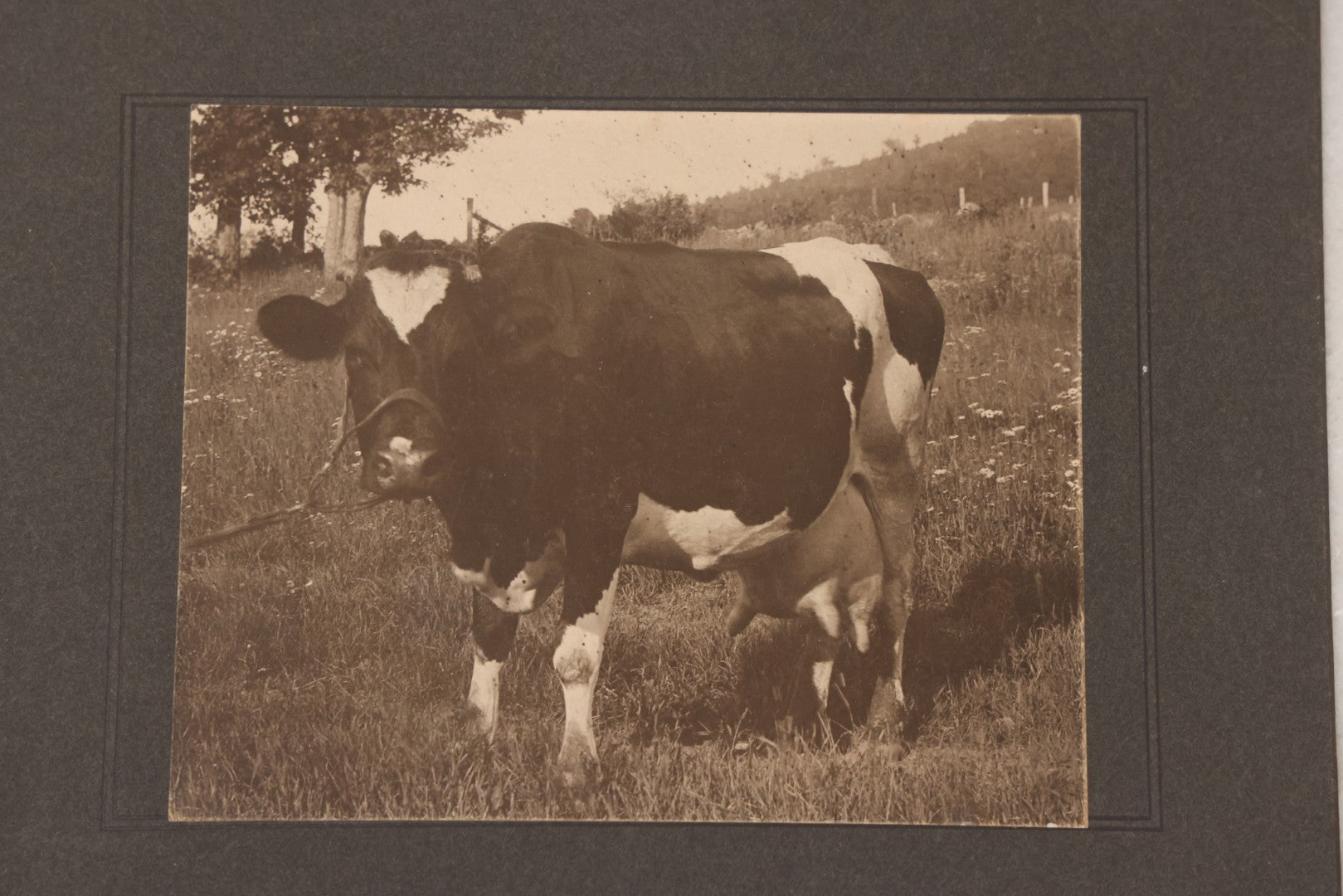 Lot 095 - Antique Boarded Photograph Of An Engorged Black And White Cow With Giant Udder