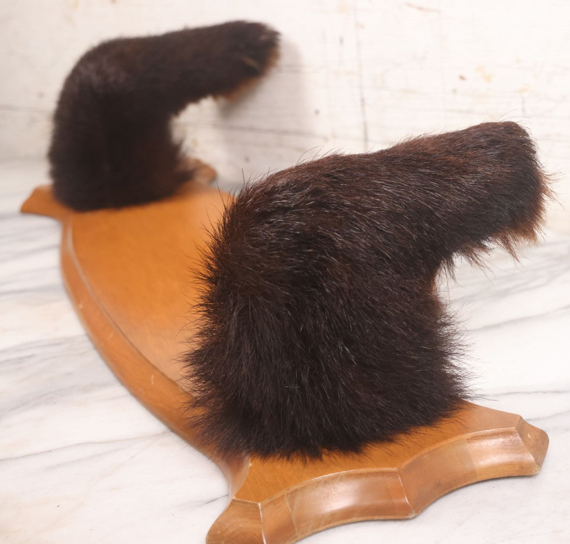 Lot 021 - Vintage Bear Claw Taxidermy Wall Hanging Rifle Rack With Wood Shield Board, 29-3/4" x 7-7/8"