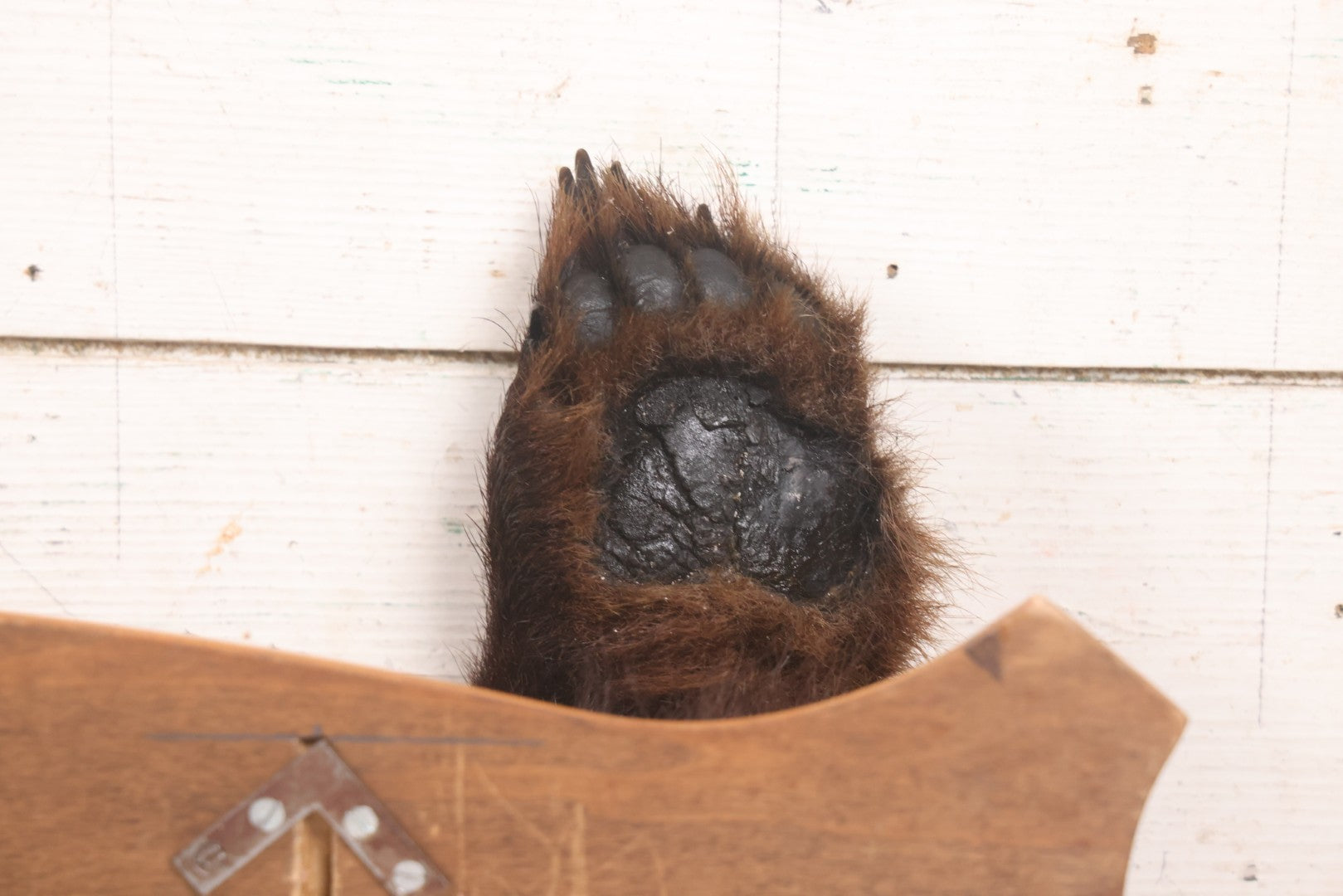 Lot 021 - Vintage Bear Claw Taxidermy Wall Hanging Rifle Rack With Wood Shield Board, 29-3/4" x 7-7/8"