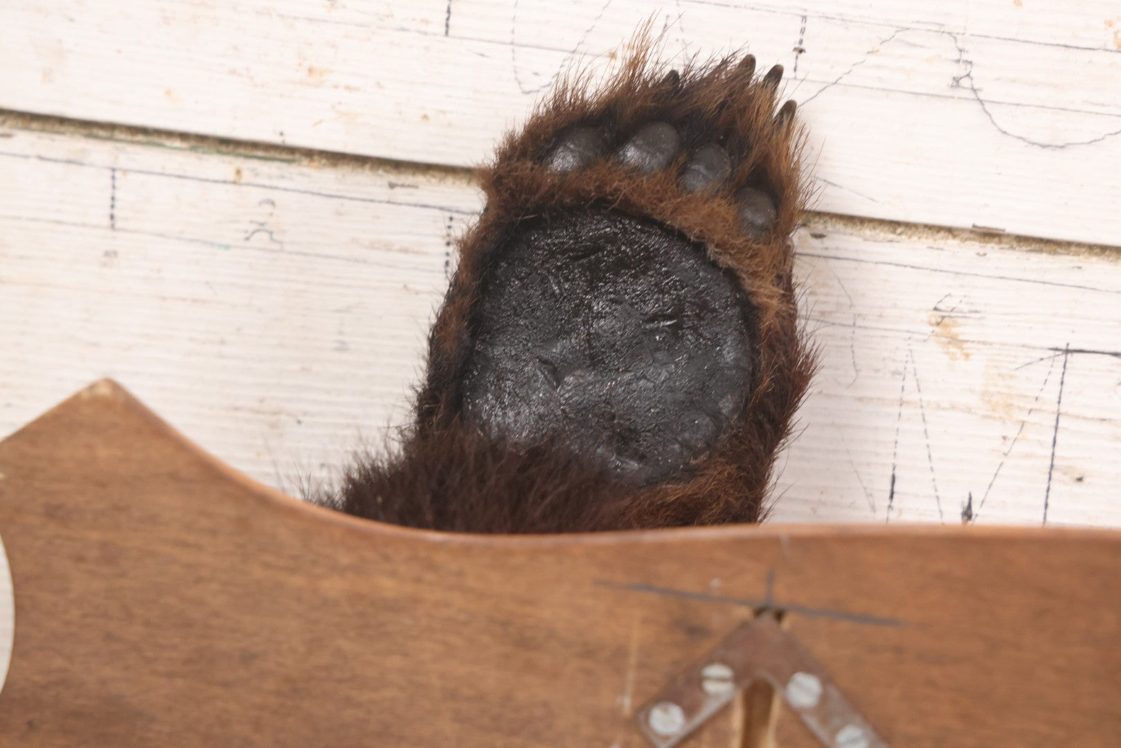 Lot 021 - Vintage Bear Claw Taxidermy Wall Hanging Rifle Rack With Wood Shield Board, 29-3/4" x 7-7/8"