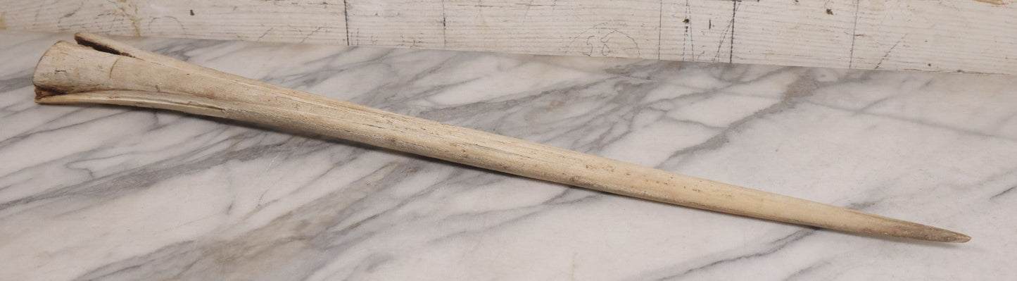 Lot 028 - Vintage Marlin Bill Taxidermy, 27-1/2" Length