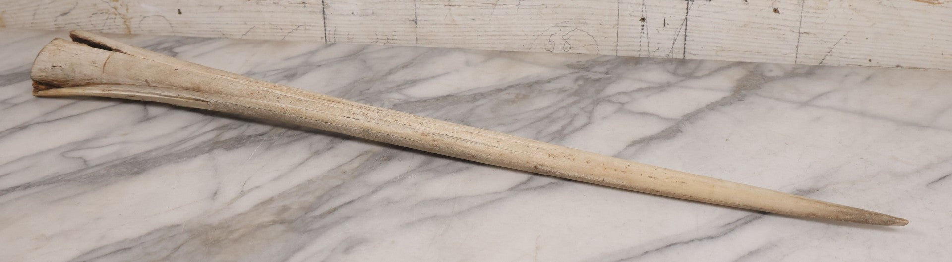 Lot 028 - Vintage Marlin Bill Taxidermy, 27-1/2" Length