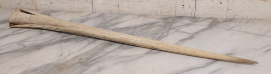 Lot 028 - Vintage Marlin Bill Taxidermy, 27-1/2" Length