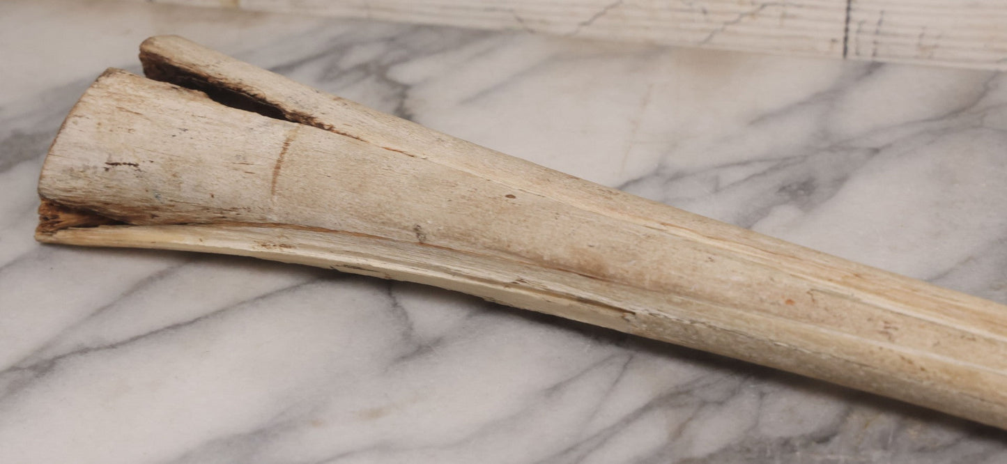 Lot 028 - Vintage Marlin Bill Taxidermy, 27-1/2" Length