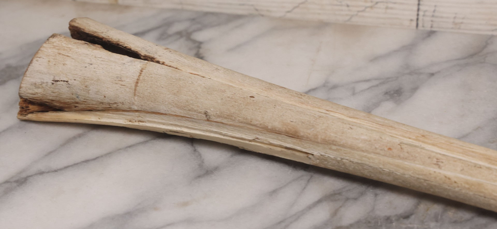 Lot 028 - Vintage Marlin Bill Taxidermy, 27-1/2" Length