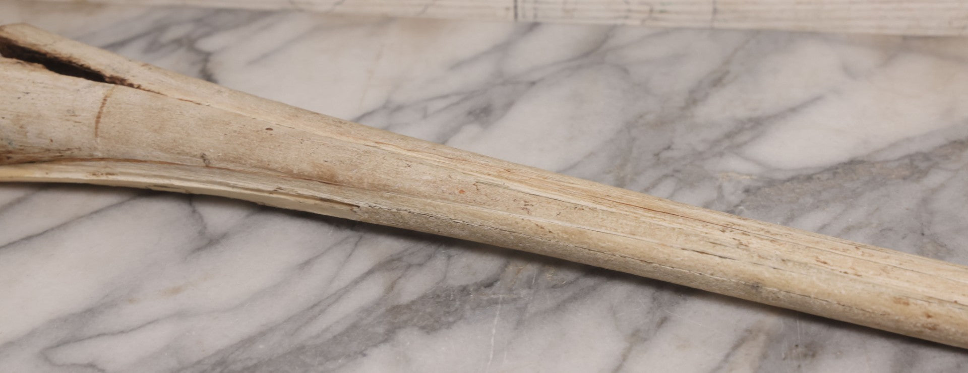 Lot 028 - Vintage Marlin Bill Taxidermy, 27-1/2" Length