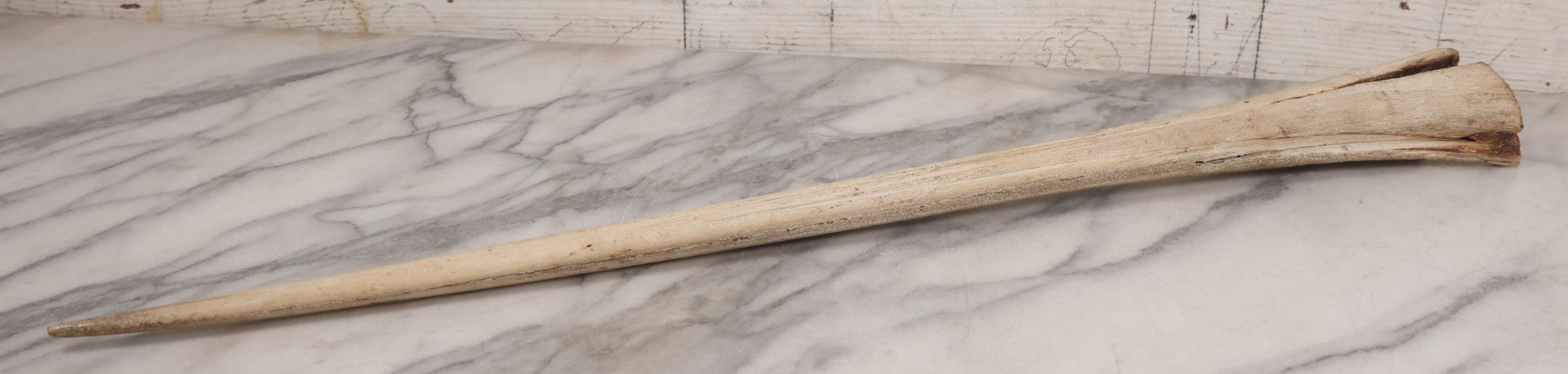 Lot 028 - Vintage Marlin Bill Taxidermy, 27-1/2" Length