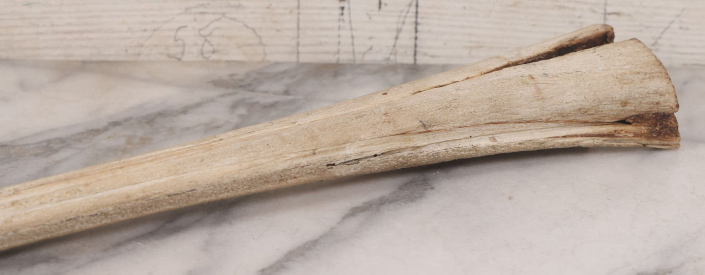 Lot 028 - Vintage Marlin Bill Taxidermy, 27-1/2" Length