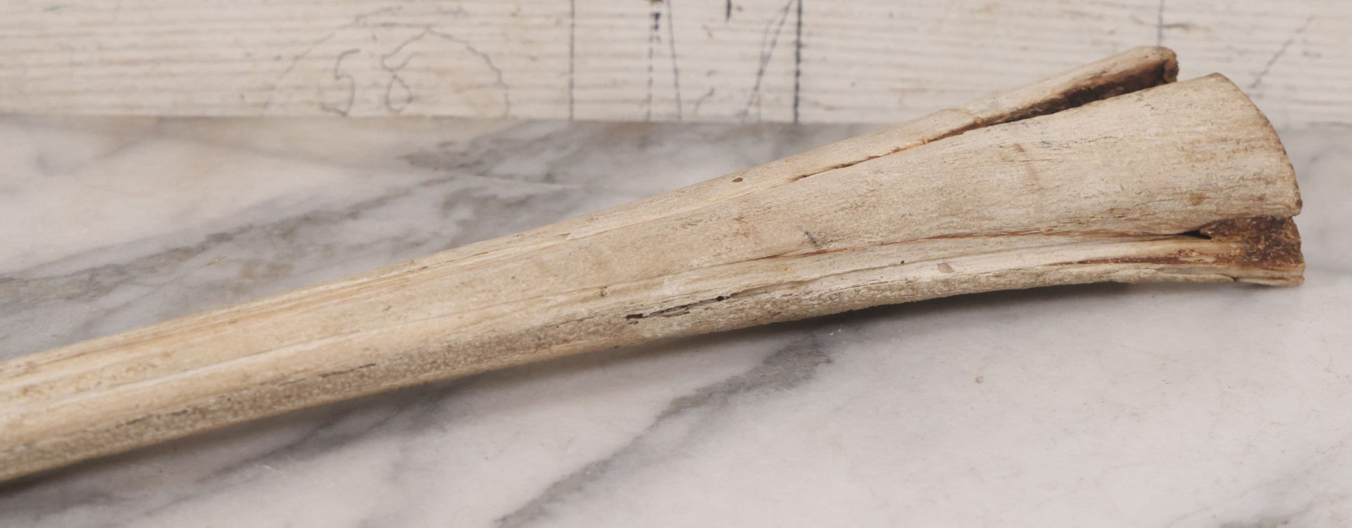 Lot 028 - Vintage Marlin Bill Taxidermy, 27-1/2" Length