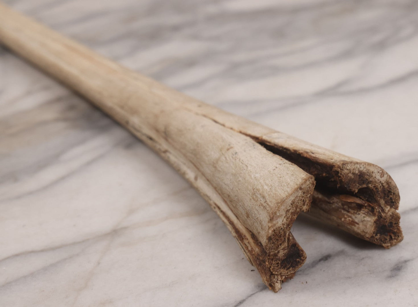 Lot 028 - Vintage Marlin Bill Taxidermy, 27-1/2" Length