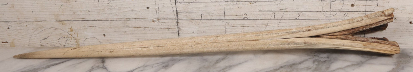 Lot 028 - Vintage Marlin Bill Taxidermy, 27-1/2" Length