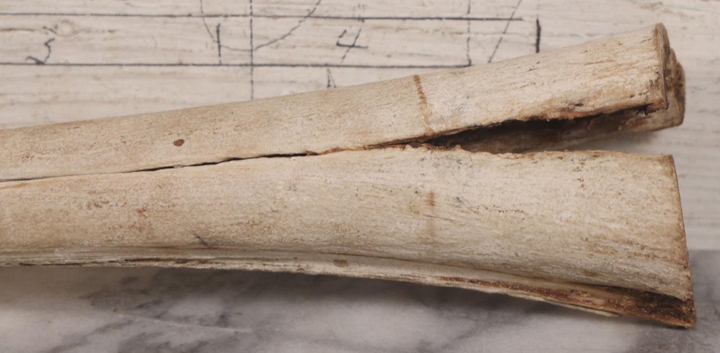 Lot 028 - Vintage Marlin Bill Taxidermy, 27-1/2" Length