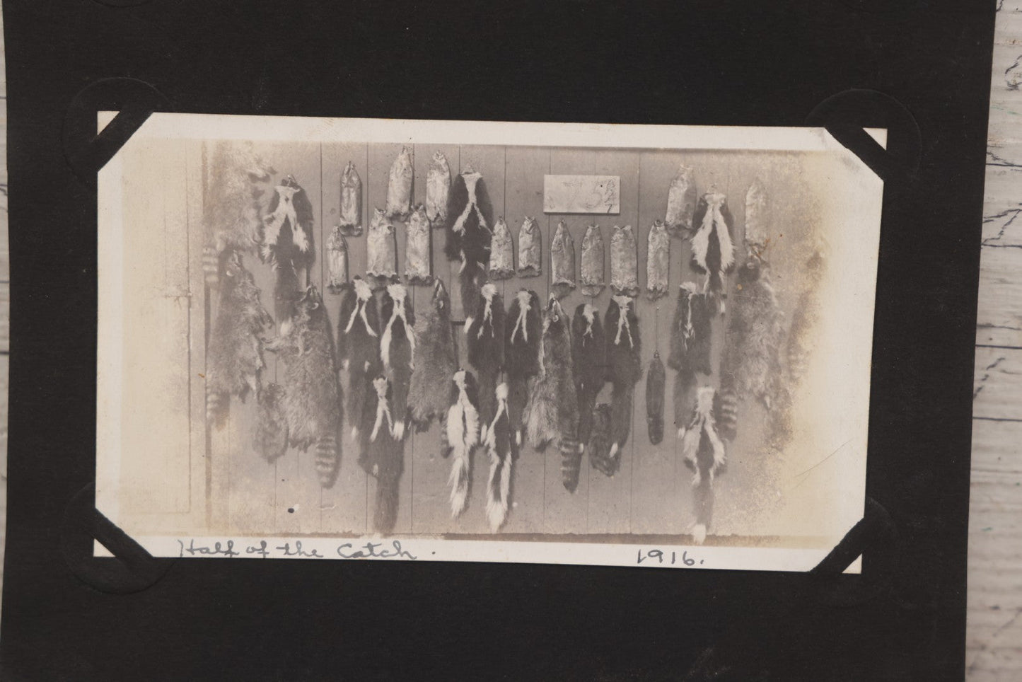 Lot 071 - Pair Of Antique Snapshot Photographs Of Hunters / Trappers And Their Dog, With Photos Of "One Night's Work" And "Half Of The Catch," 1916