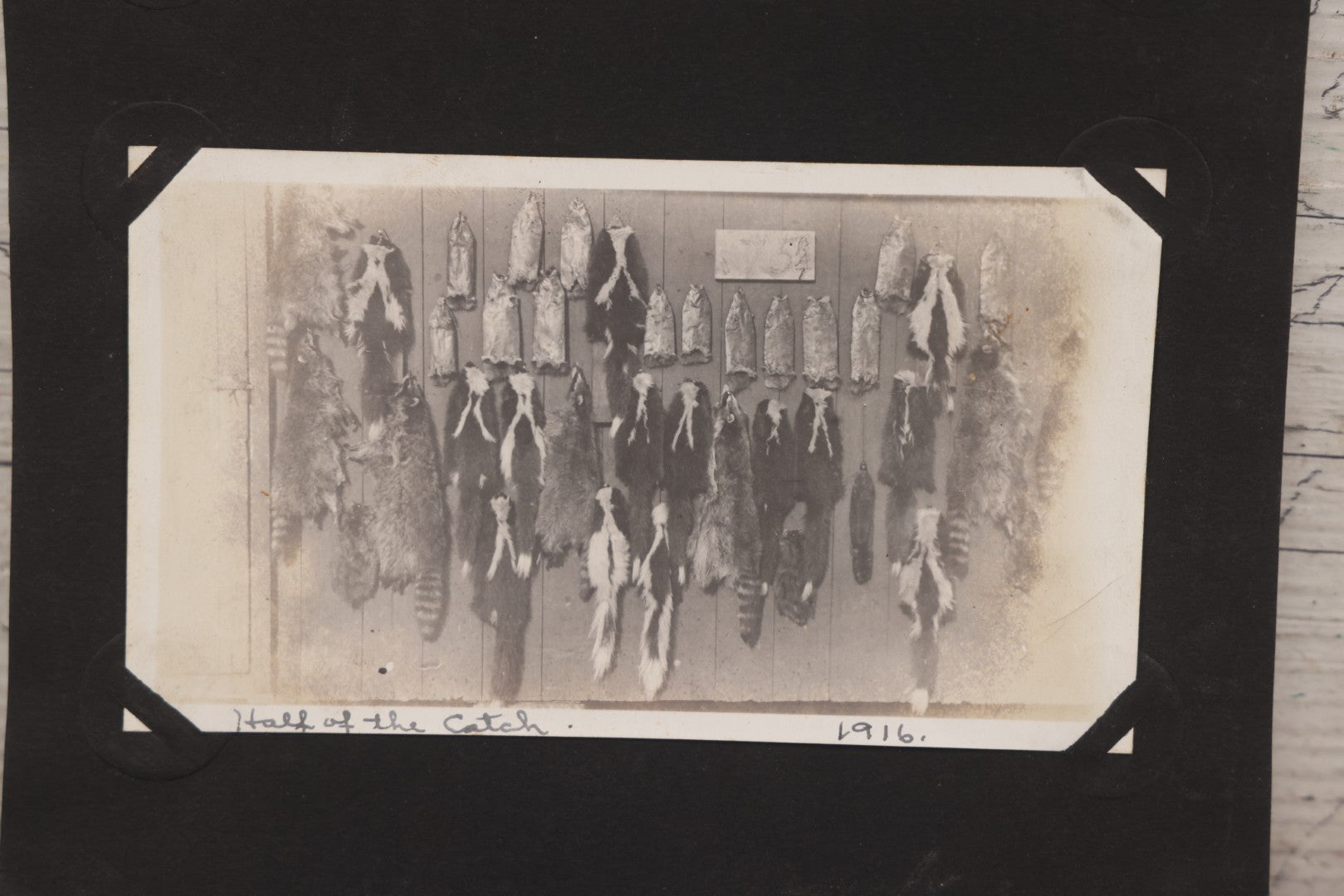 Lot 071 - Pair Of Antique Snapshot Photographs Of Hunters / Trappers And Their Dog, With Photos Of "One Night's Work" And "Half Of The Catch," 1916