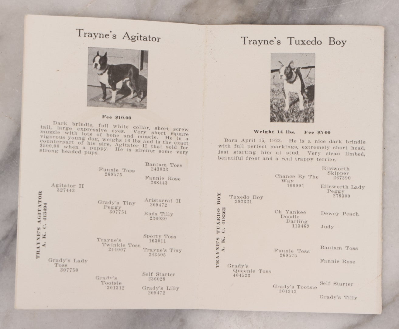 Lot 080 - Vintage Dog Breeder's Advertising Brochure, " A Few Bow-Wows From The Groton Kennels," Featuring Breeding Stock Boston Terrier Dogs, Fold Out Pamphlet, Mrs. Maud E. Trayne, Proprietress, Groton, Massachusetts
